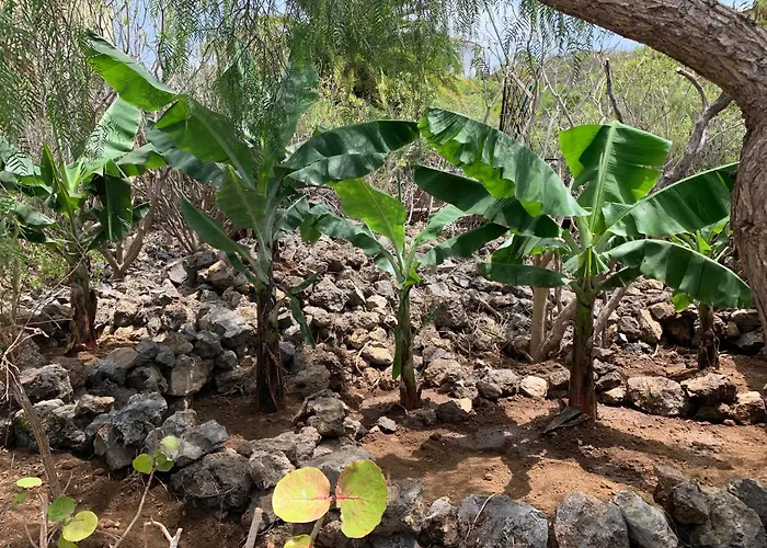 Parasol - Tabaiba By Tor *